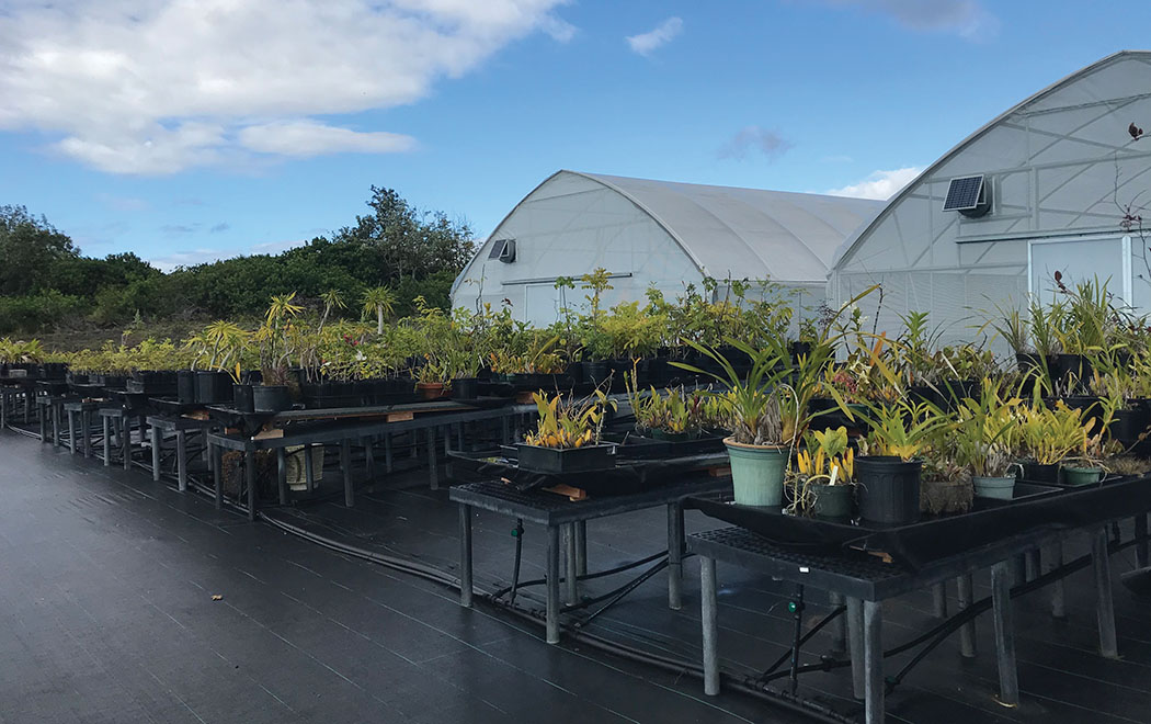 Future Forests Nursery is a contract-grown nursery specializing in trees for Hawai‘i reforestation and tropical timber species.