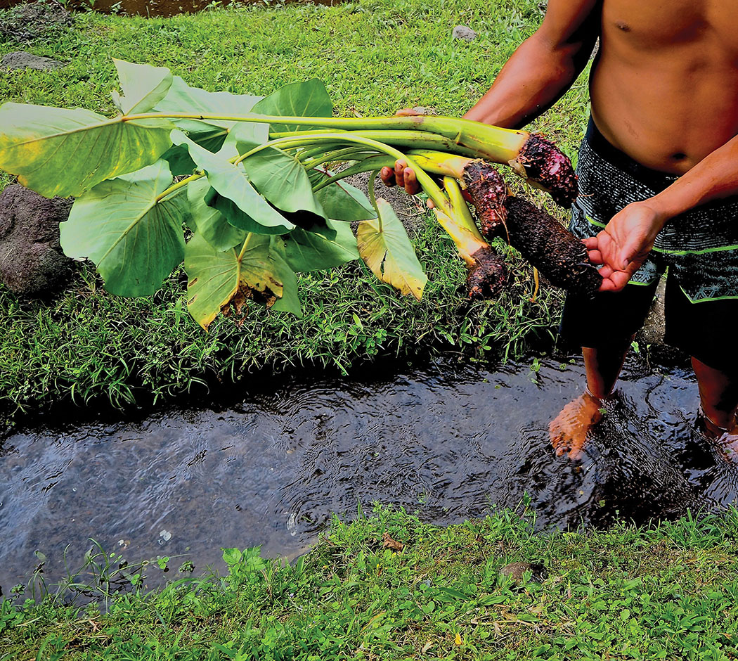 Washing harvested kalo in the stream. 