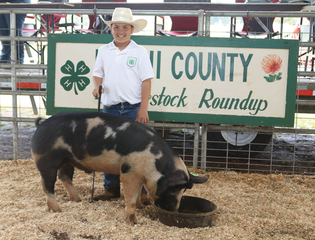 Montana Miranda of the Hamakua 4-H Livestock Club shows a pig during the annual Livestock Show and Sale. photo courtesy of Jeff Ikeda
