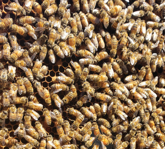 Honeybees like the ones in this hive function as a harmonious community, working together to pack pollen into cells and produce honey.