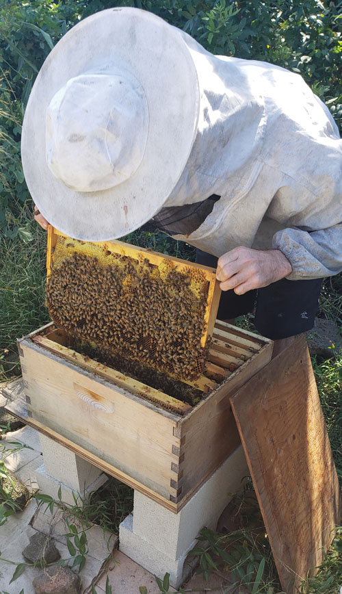 Ryan Williamson points out the queen bee in this hive, explaining how their hives are free of artificially-inseminated queens and their honeybees raise queens naturally.