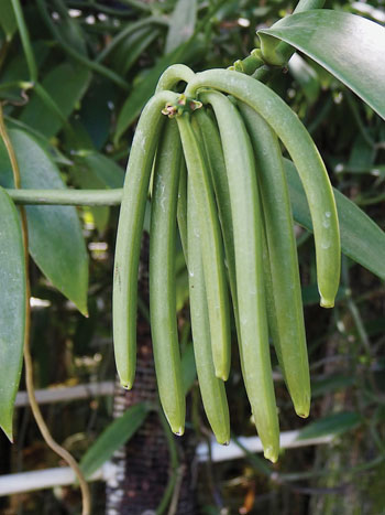 Vanilla beans maturing on the vine. photo by Brittany P. Anderson