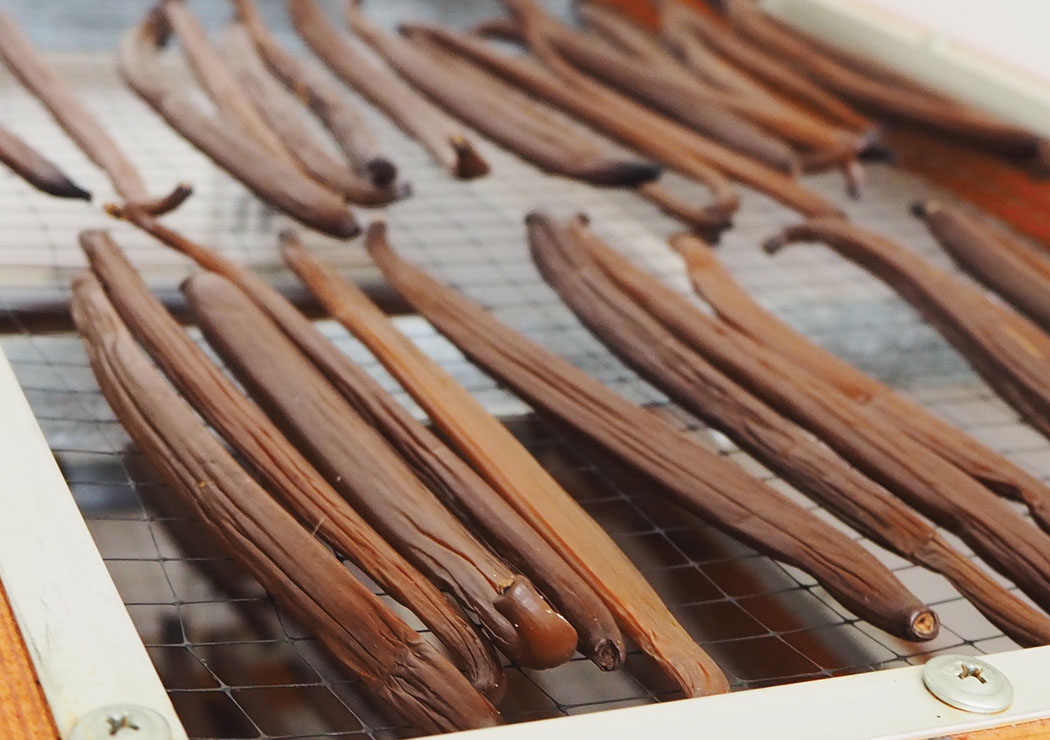 Vanilla beans drying. photo by Brittany P. Anderson