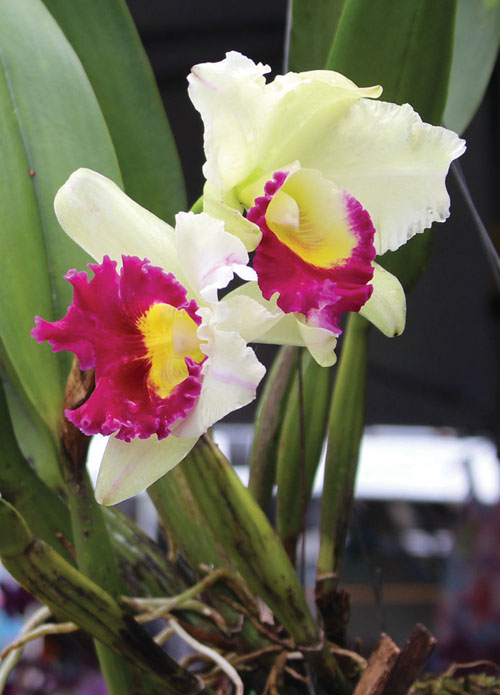 Cattleya orchids are often used in corsages. photo by Denise Laitinen
