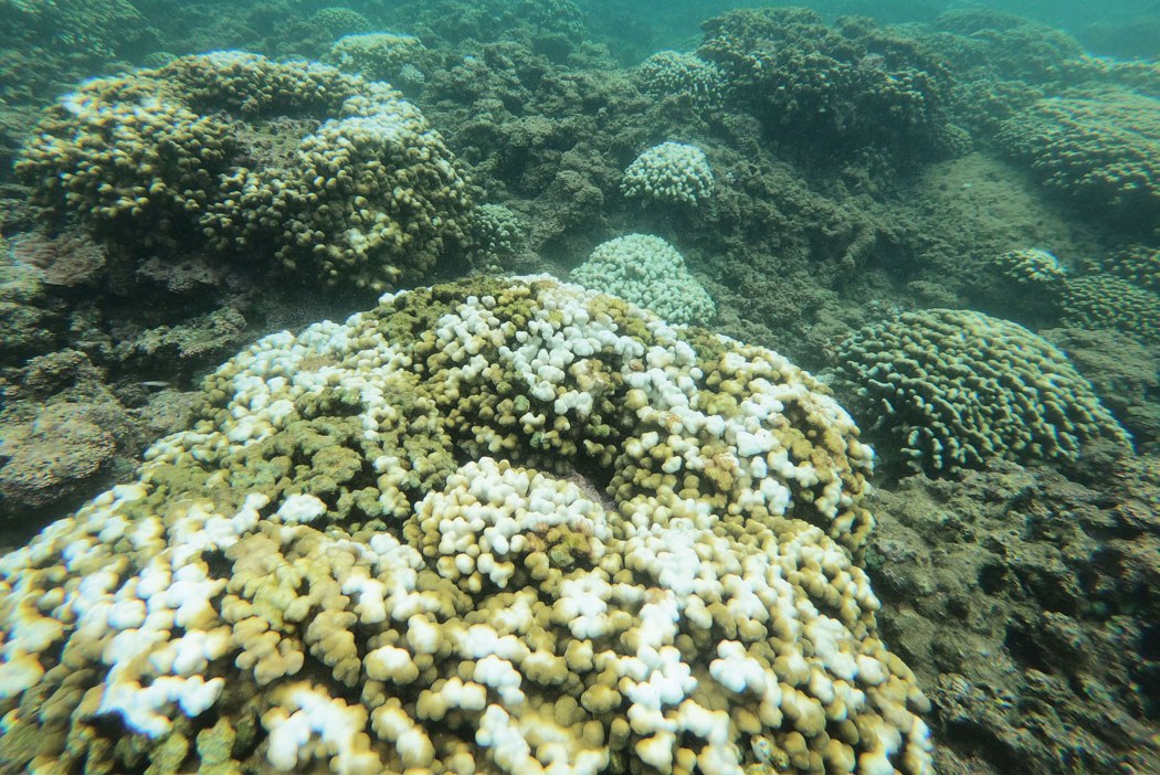 Clusters of coral showing signs of bleaching, as colorful beneficial algae are expelled from cavities within the coral when ocean surface temperatures rise. photo courtesy of Hawai‘i DLNR, Division of Aquatic Resources