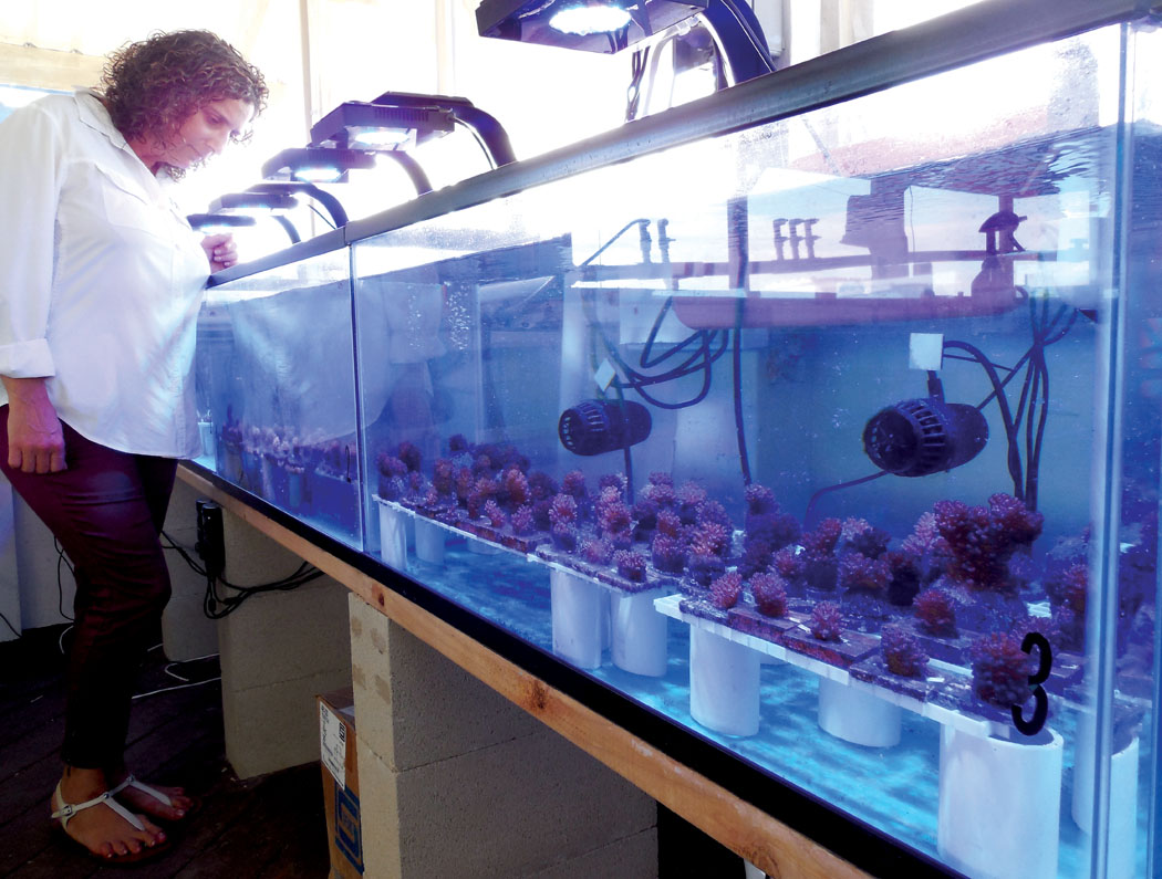Dr. Susanne Otero, Legacy Reef Foundation’s project director and co-founder, examines a tank of newly transplanted cauliflower coral fragments inside the foundation’s coral propagation lab, within the Hawai‘i Ocean Science and Technology Park along Hawai‘i Island’s Kona coast. photo by Stefan Verbano