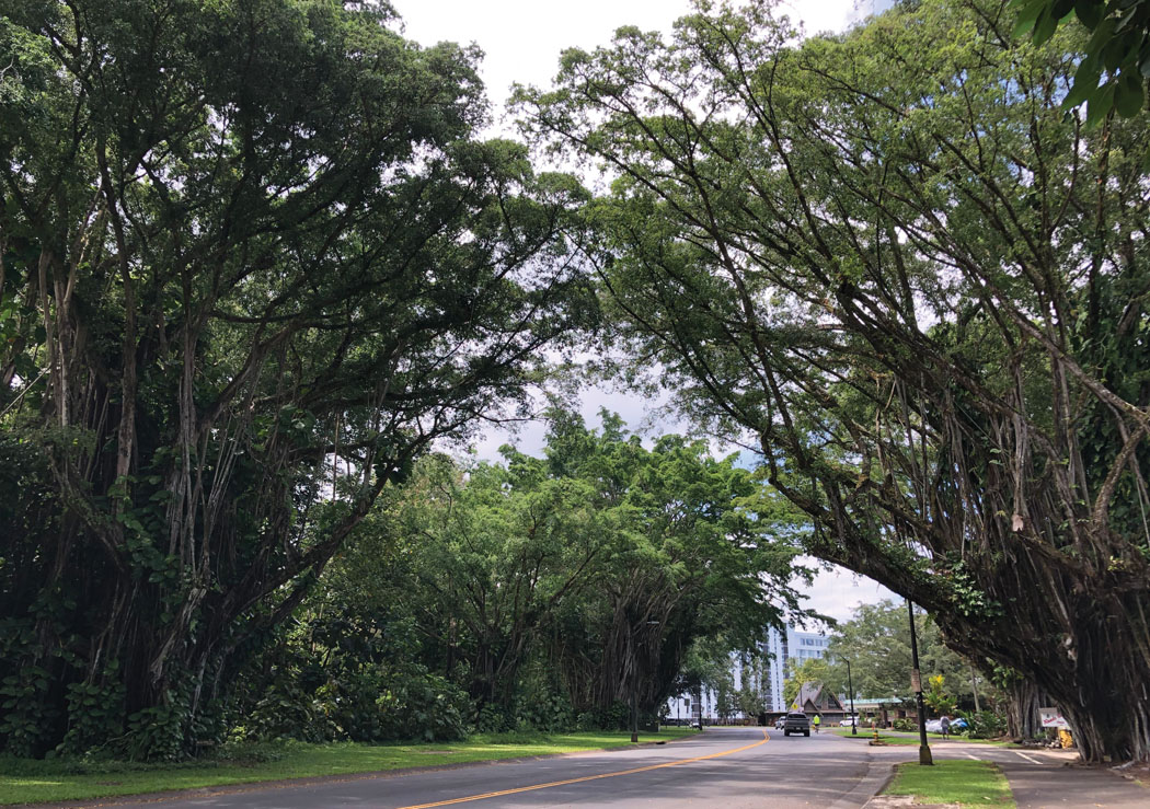 Many of the trees along Banyan Drive were planted long before the road was created. photo by Denise Laitinen