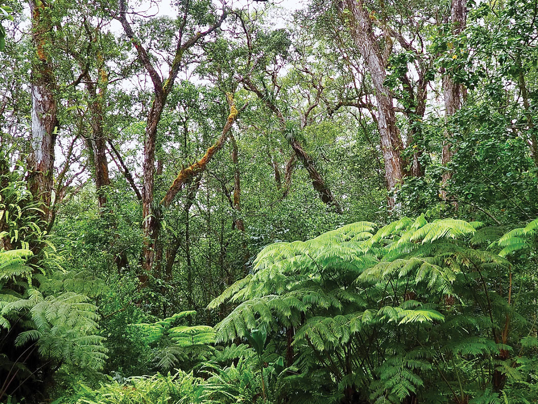 A protected forest in Volcano. photo by Brittany P. Anderson 
