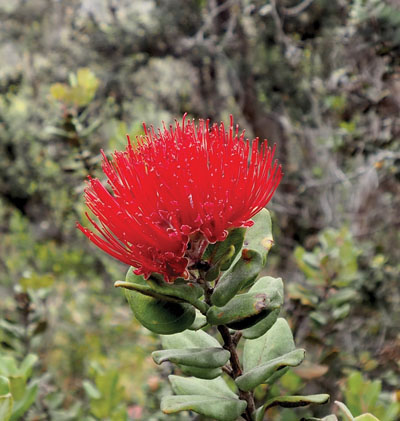 ‘Ōhi‘a lehua blooms in the conservation zone of Volcano. photo by Brittany P. Anderson