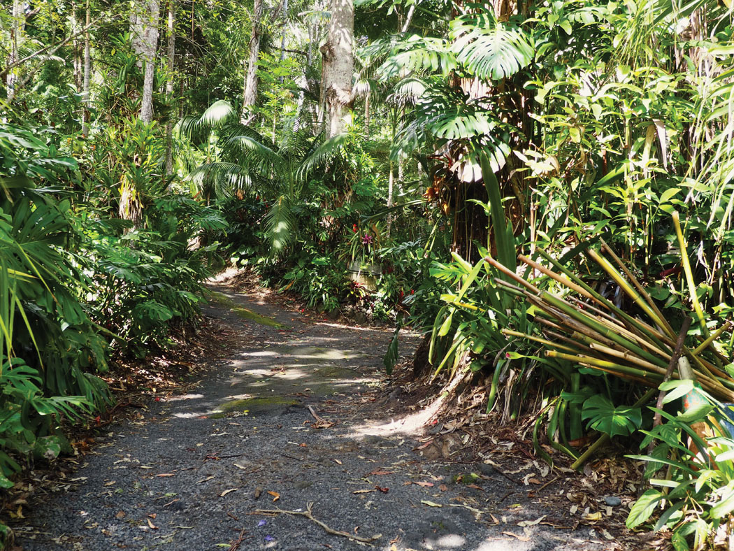 Entrance to the Kona Cloud Forest. photo by Brittany P. Anderson
