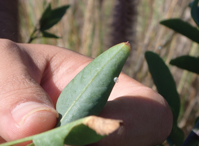 Blackburn’s sphinx moth egg on tree tobacco leaf. photo courtesy of DLNR
