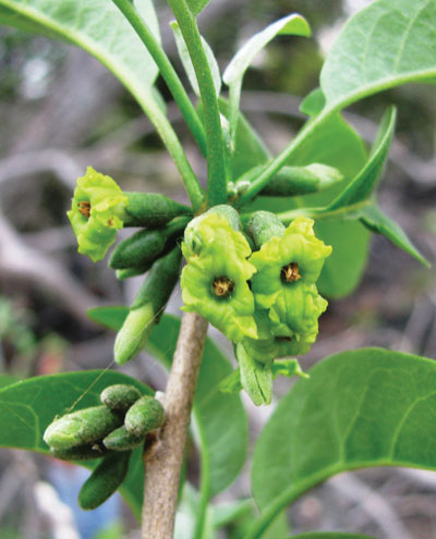 ‘Aiea flowering; this is the very rare native tree that the Blackburn’s sphinx moth used to lay its eggs on. More than 90% of Hawai‘i’s native dry forests have been destroyed. photo courtesy of DLNR