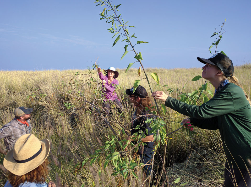 Volunteers help Christine Elliott (facing camera, in center) survey tree tobacco for Blackburn’s sphinx moth eggs and larvae near Pu‘uwa‘awa‘a Forest Reserve. photo courtesy of Conrad P.D.T. Gillett