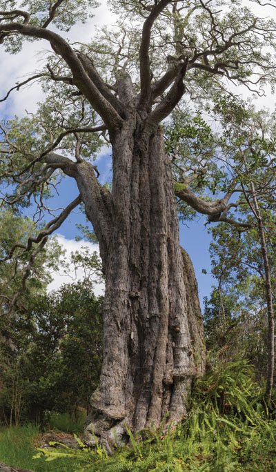 Hawai‘i’s largest koa tree can be found at the Kona Hema Preserve. photo courtesy of Alvis Upitisphoto