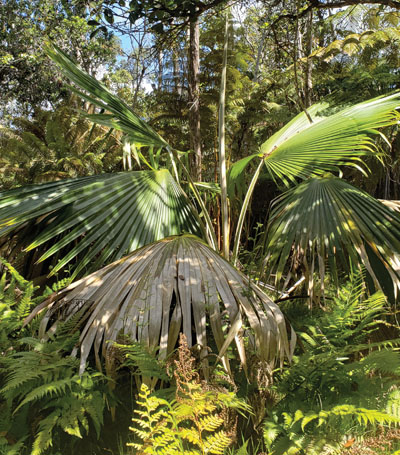 The tallest Hawaiian fan palm, the loulu is now thriving at the preserve. photo by Sara Stover