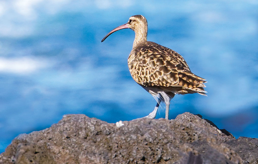 Leader curlew. photo courtesy of Meredith Miller