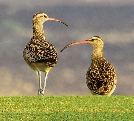 Curlew pair. photo courtesy of Meredith Miller