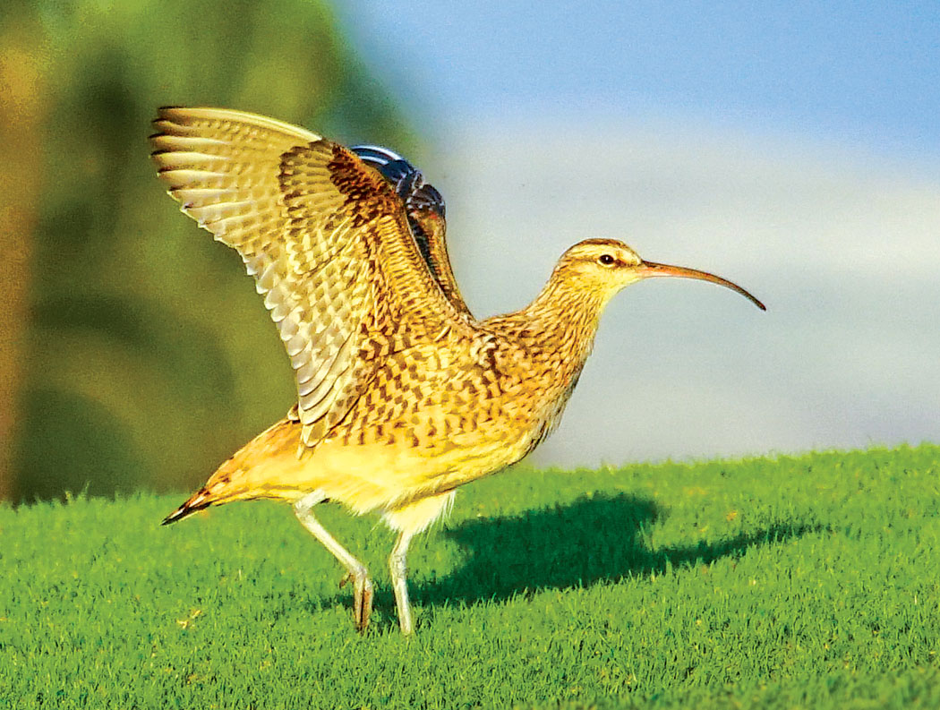 Curlew baby. photo courtesy of Meredith Miller