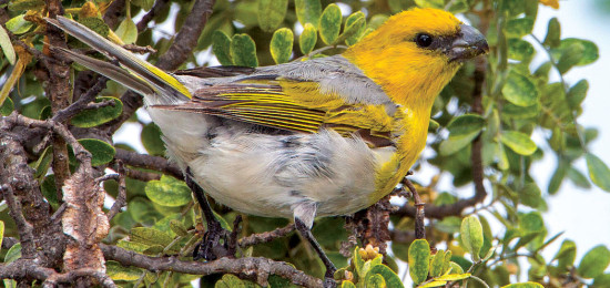 Palila. photo © of Judd Patterson via birdsinbocus.comp