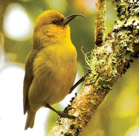 ‘Akiapōlā‘au. photo © Eric VanderWerf via birdsna.org