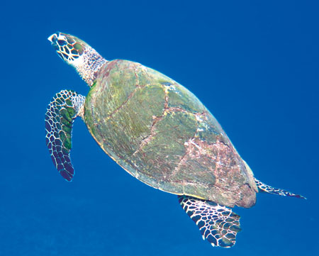 Little O surfacing to breathe: note the hawk-like beak, two claws per flipper and overlapping scutes on the carapace (shell).