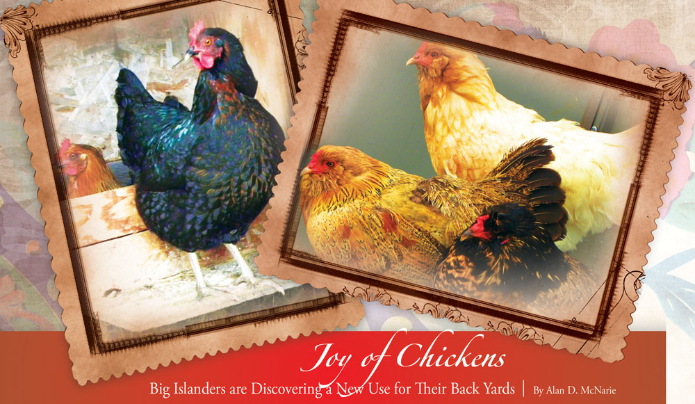 joy-of-chickens-1