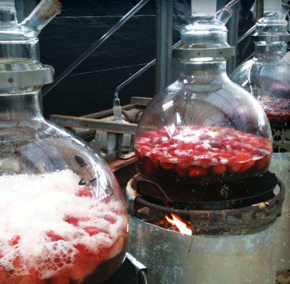 Distilling coffee cherries for KonaRed. photo courtesy KonaRed
