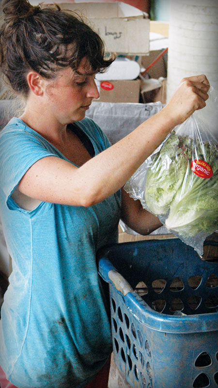 Jessica Power puts lettuce in boxes at Keala‘ola Farm.