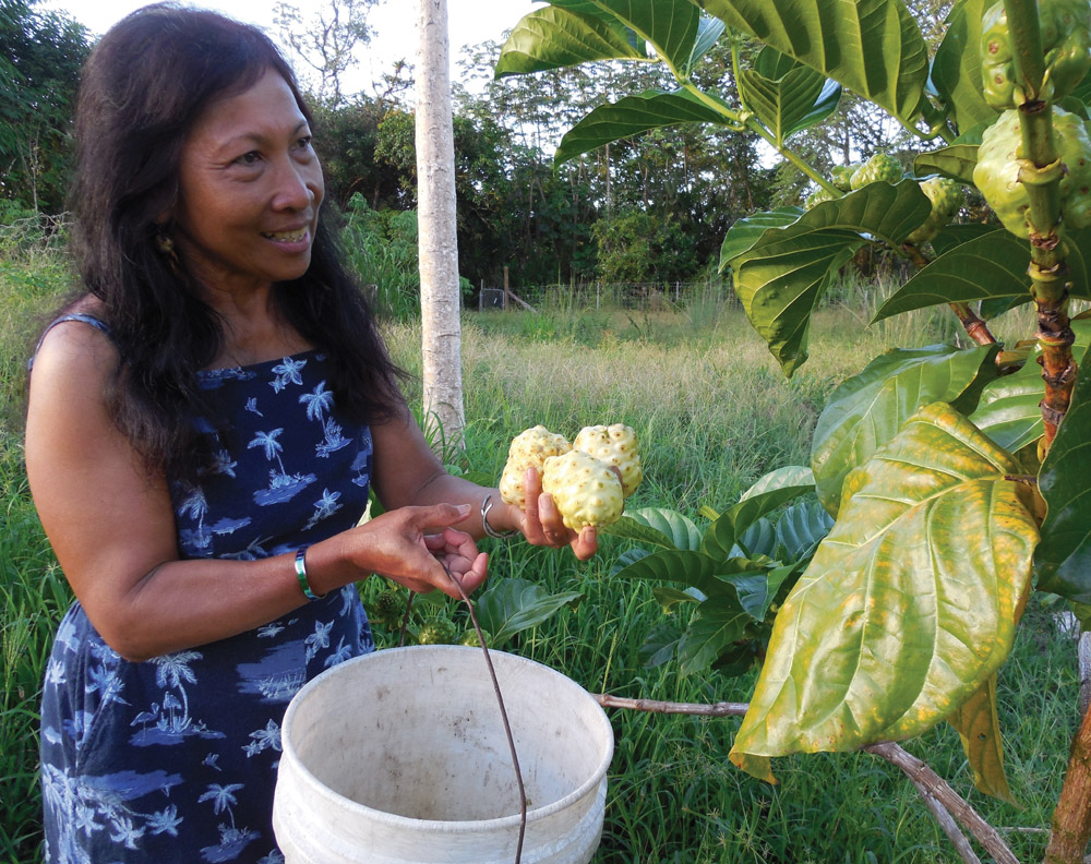 Merlin Foreman harvests ripe noni fruit from one of nearly 75 noni trees on her 2 ¼-acre backyard farm in Orchidland Estates subdivision in Puna District. She crafts her "Aloha Sunshine Tea" blend from noni leaves, soursop leaves, turmeric and ginger. photo by Stefan Verbano