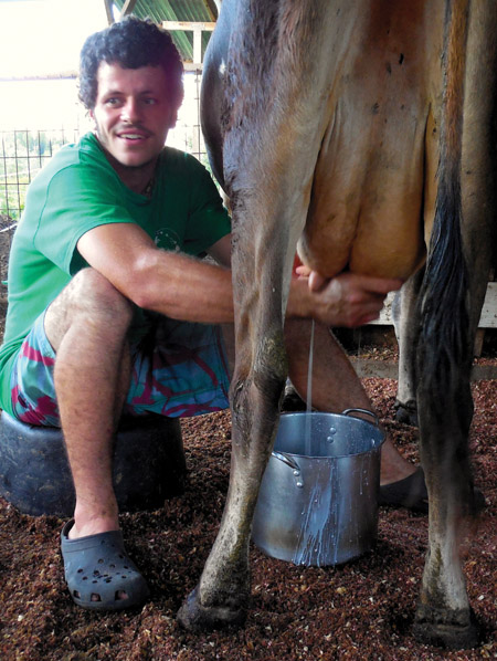James “Narayan” Higgins milks one of the nine milk cows at Krishna Cow Sanctuary’s organic, humane nine-acre Orchidland Estates farm. He and other sanctuary members care for a total of 92 cows at seven different “satellite pastures” around the island from Na‘ālehu to Hakalau. photo by Stefan Verbano