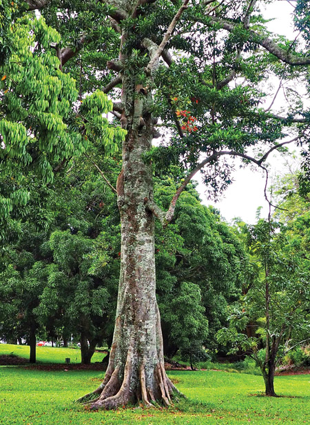 The arboretum in Hilo is home to a collection of more than 50 trees that grow on Hawai‘i Island. photo by Brittany P. Anderson