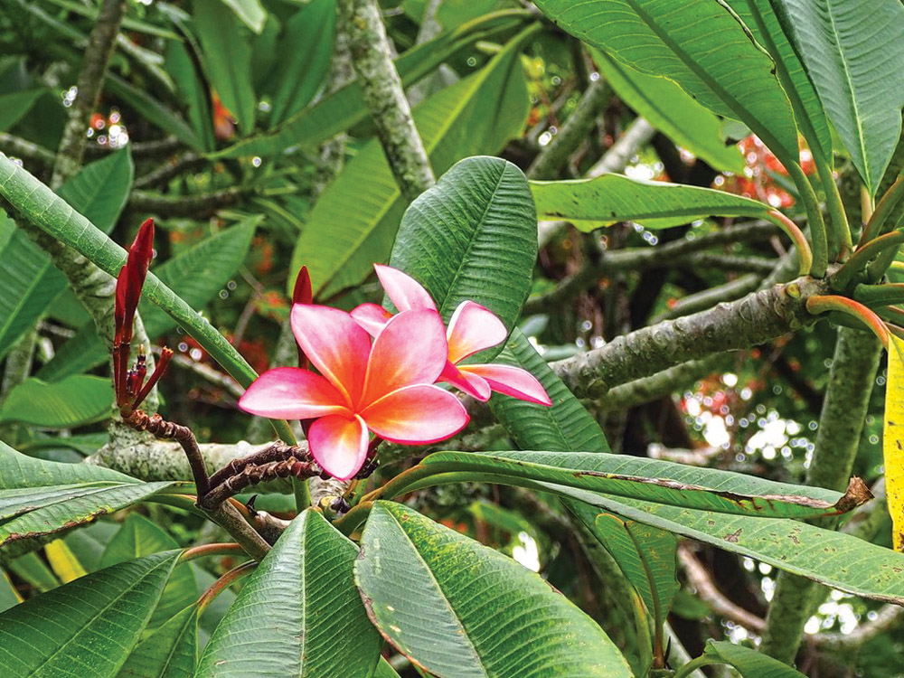 Plumeria at the Hilo Nursery Arboretum. photo by Brittany P. Anderson