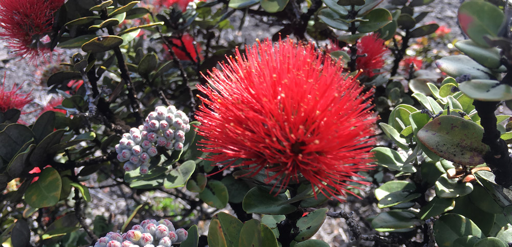 Hawaiian oli or chant compositions are filled with kaona or hidden meanings. For example, a flower such as lehua blossom may refer to a lover or even a warrior. photo by Karen Valentine Kapono