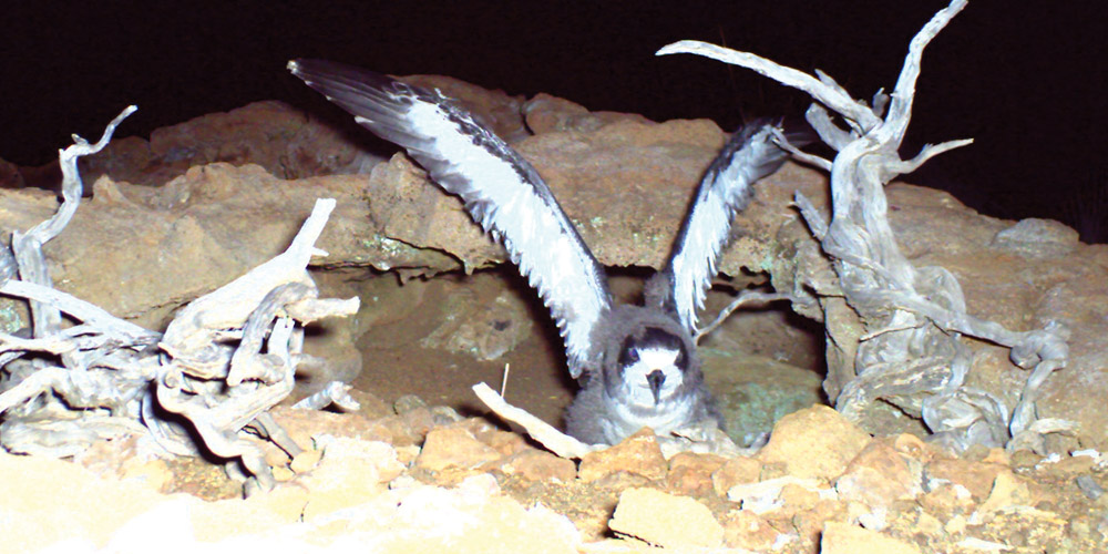 ‘Ua‘u chick exercising its wings outside burrow. photo courtesy of NPS