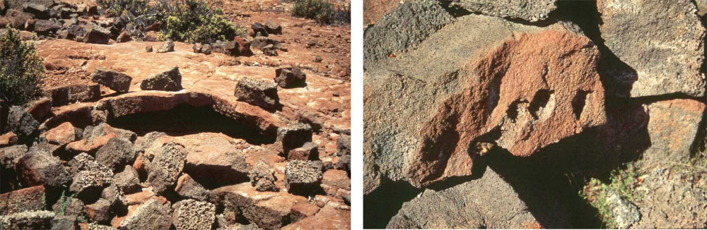 (Right) Natural lava nest site once used by Hawaiian petrels and excavated by archaeologists at Pōhakuloa. Hunters would break into the lava surface and peel back the adjacent rock to expose the nest. (Left) Close-up of a removed rock from the excavated pit. The rock is removed when the pahoehoe surface is broken using a very strong stick or hammerstone. Note the three circular scars on the surface of the stone where the bashing occurred. photos courtesy of J. Moniz Nakamura 