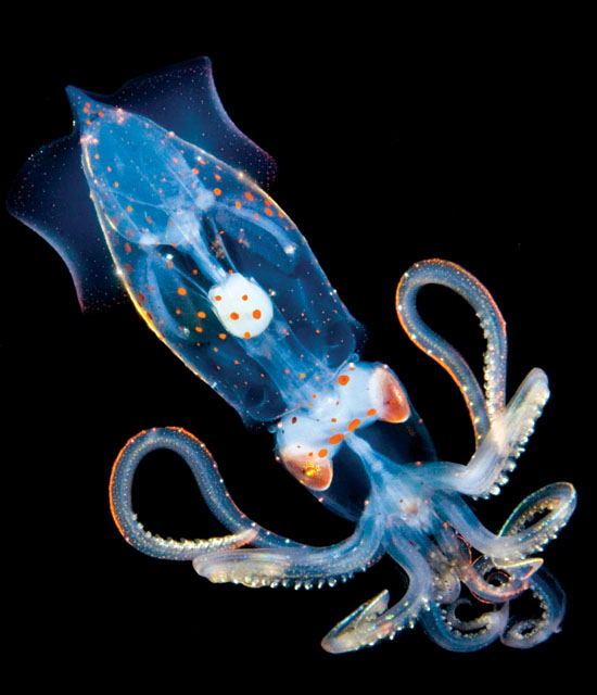 Joshua Lambus specializes in mysterious images of deep-ocean creatures discovered on the exciting night dives he loves to share with visitors. photo courtesy of Joshua Lambus