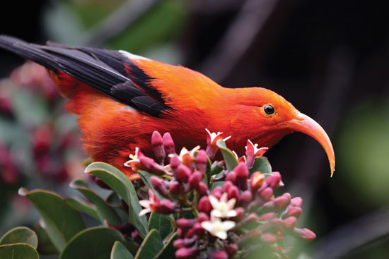 Bruce Omori has a passion for photographing Hawaiian birds in their habitat, like this ‘i‘iwi, an endangered species of honeycreeper. photo courtesy of Bruce Omori