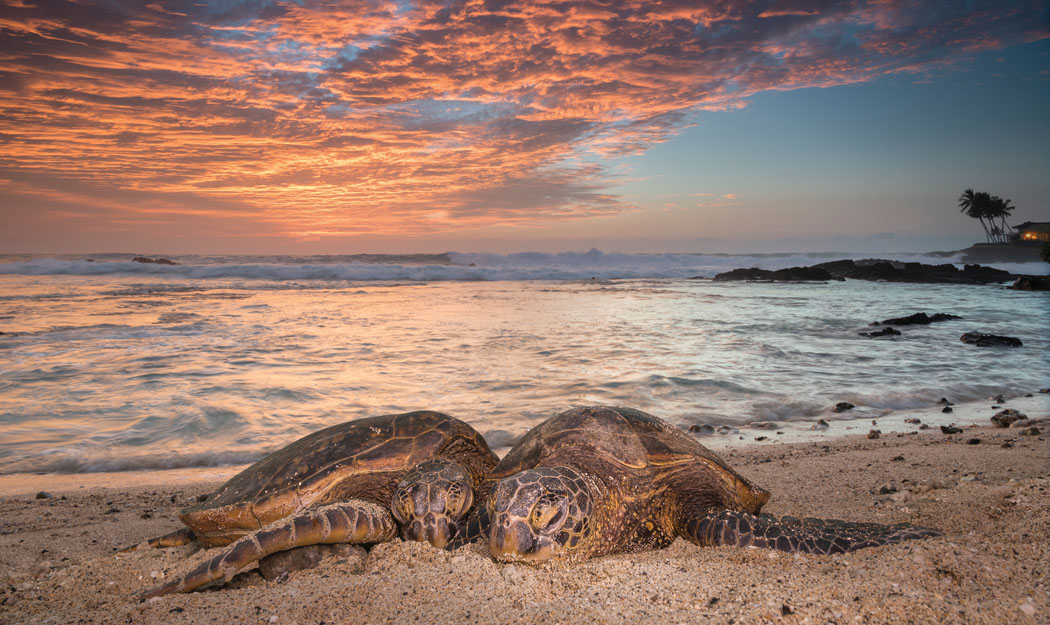 Doug Perrine’s honu shot at sunset shares the photographer’s love of the ocean, marine wildlife, and Hawai‘i’s gentle environment. photo courtesy of Doug Perrine