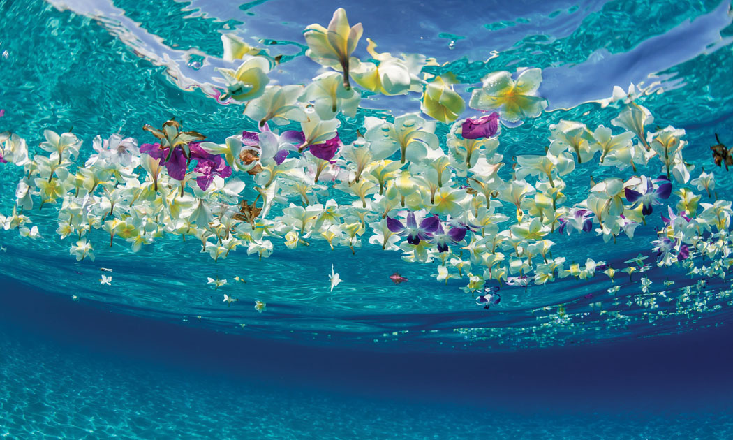 Don’s poignant photo of memorial flowers, scattered from a helicopter; taken from below the ocean’s surface. photo courtesy of Don Hurzeler