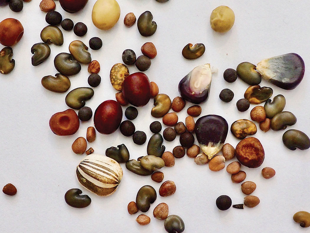 Naturally adapted seeds. photo by Brittany P. Anderson