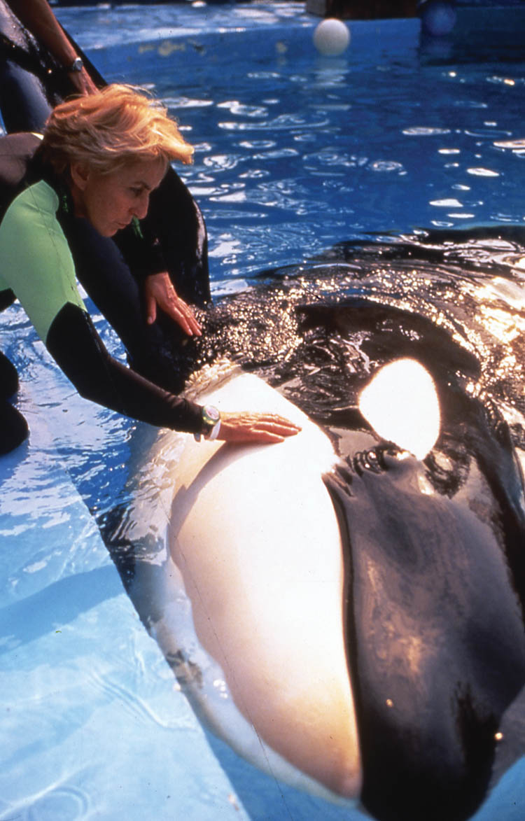 Linda with Keiko from the movie “Free Willy” when he was still in Mexico before he was sent to be released. photo courtesy of Linda Tellington-Jones