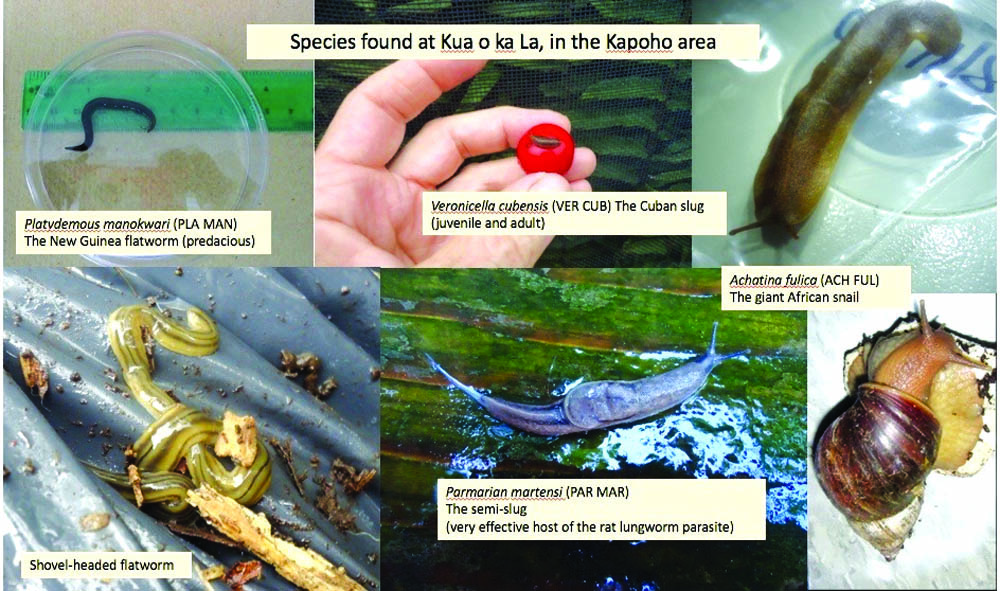 An infographic of common Hawai‘i Island snail and slug species created from photos of gastropods collected at Kua O Ka Lä Public Charter School in Kapoho, which was destroyed during the 2018 Lower Puna Eruption. photo courtesy of Kathleen Howe