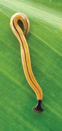 Hammerhead flatworm. photo courtesy of Kathleen Howe