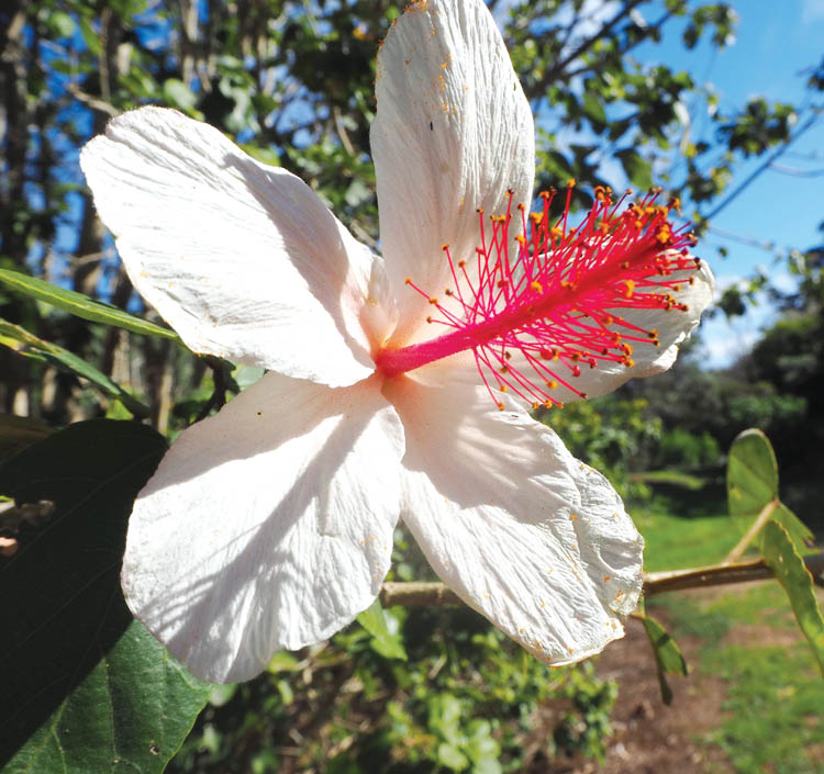 A species of white hibiscus in the Waimea Nature Park collection. photo by Brittany P. Anderson