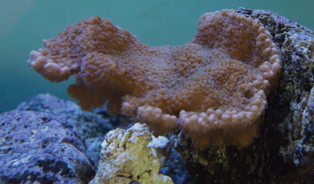 If you look closely, you can see the polyps of this rice coral (Montipora capitata) growing in the nursery tank. “The polyps can send out tentacles to sting another colony. We separate the colonies in the tank so they don’t fight!” says Michelle. photo by Rachel Laderman
