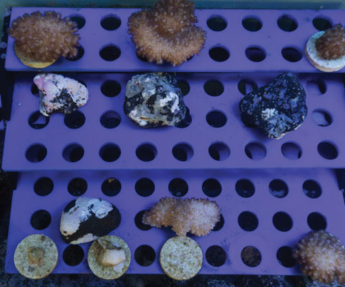 These coral were from a portion of a Fish Aggregating Device that broke loose and was recovered by the Hawai‘i Department of Land and Natural Resources Division of Aquatic Resources (DAR). DAR staff coordinate closely with the nursery project. photo by Bryant Grady