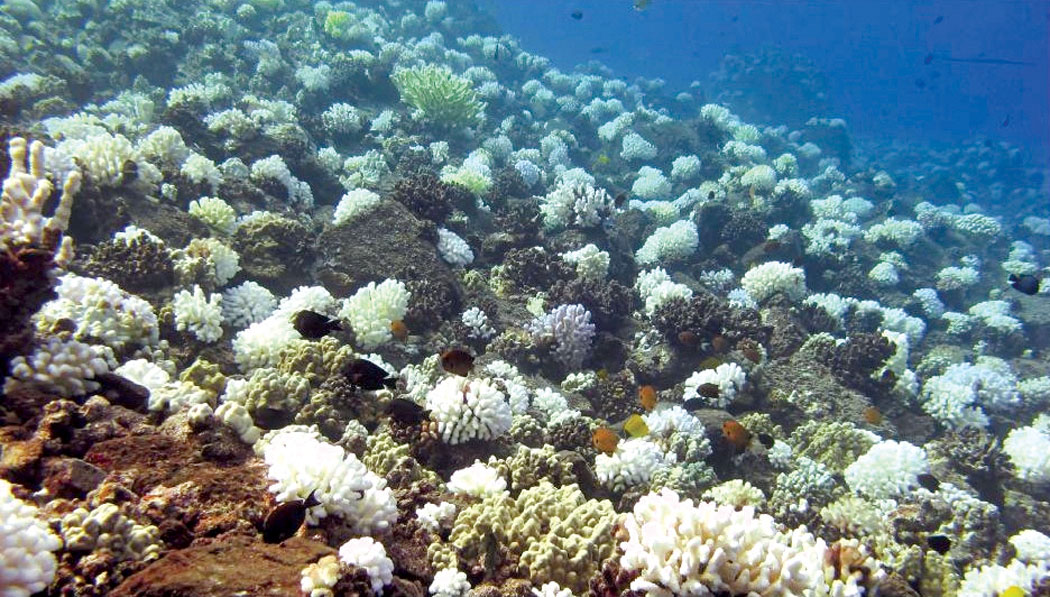 Extensive coral bleaching intermixed with still-healthy coral off of Maui County’s Molokini Crater islet during the peak of the fall 2015 coral bleaching event. photo courtesy of Darla White, Maui DLNR, Division of Aquatic Resources