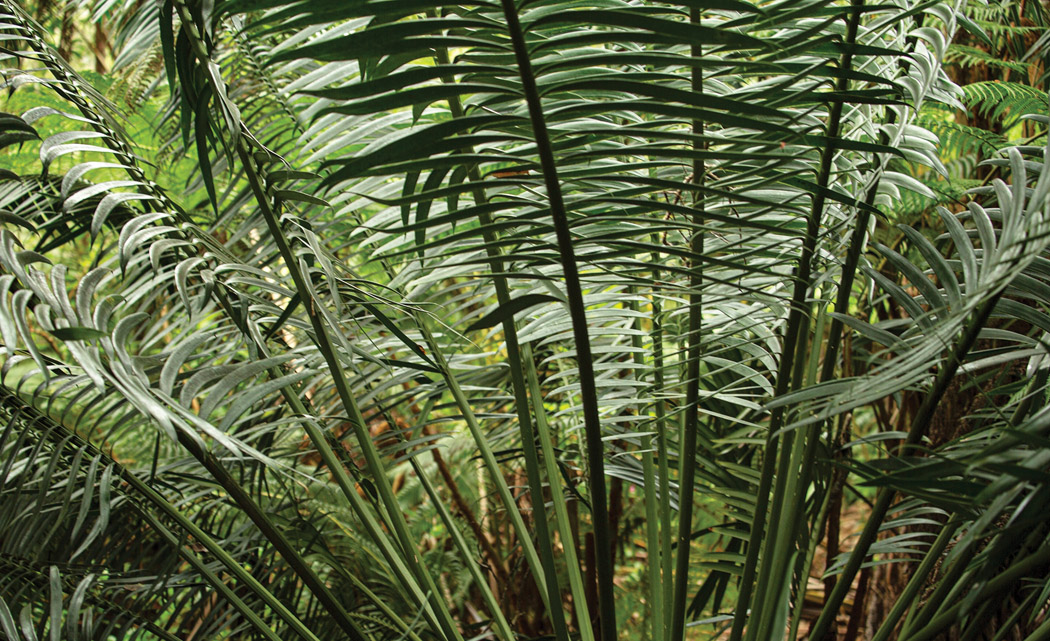 Plants, like this Hope’s cycad, thrive in the moist cloud forest environment at the sanctuary.