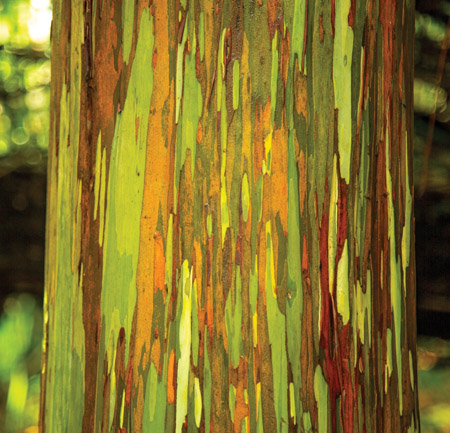 Brilliant streaks of bark appear “painted” on the Eucalyptus deglupta tree. 