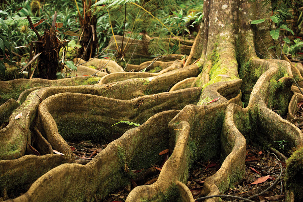 A standout specimen at the Kona Cloud Forest Sanctuary is the fast-growing blue marble tree.